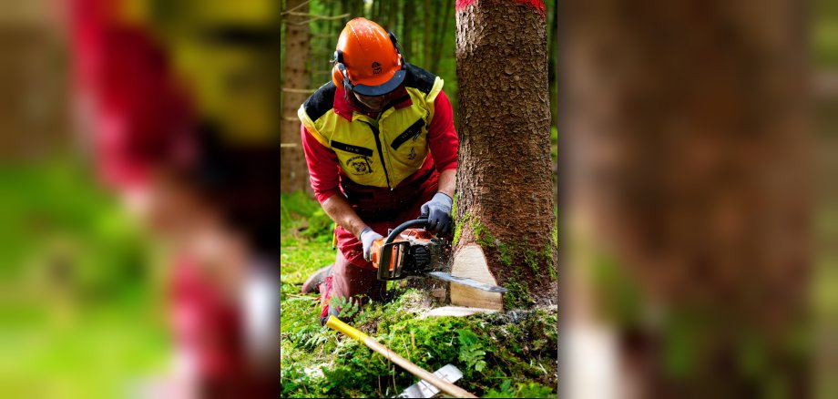 Forstarbeiter bei Baumfällarbeiten
