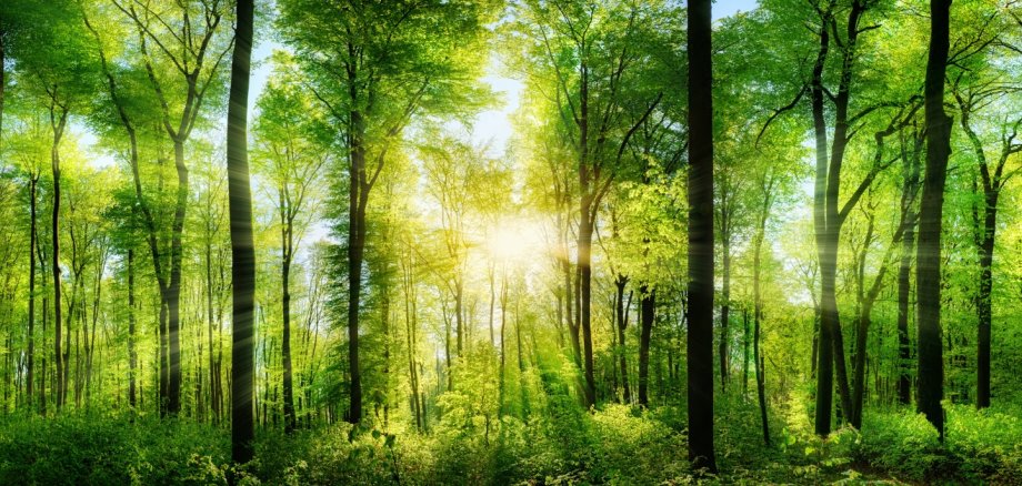 Wald Panorama mit Sonnenstrahlen