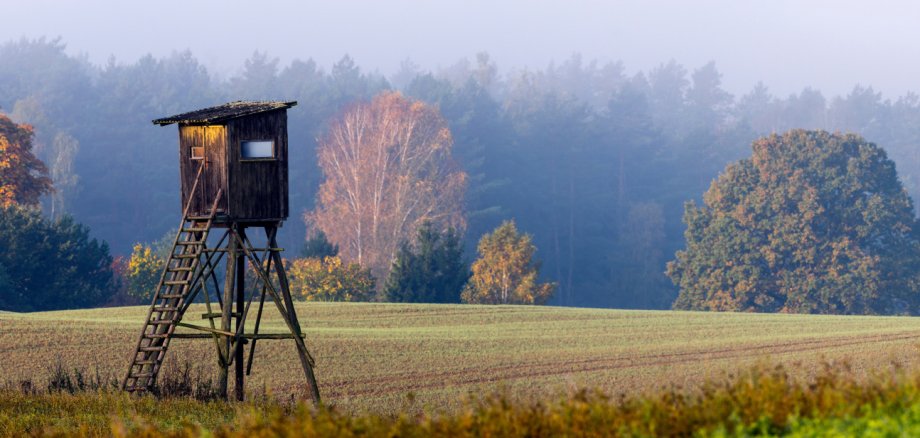 Hunting tower on the edge of the forest during a beautiful sunrise on a foggy morning