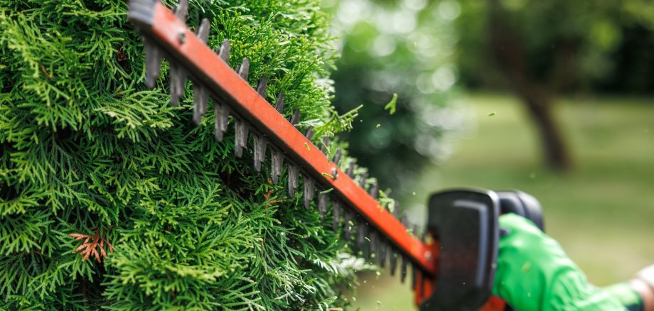 Gardener trimming thuja shrub by electric hedge trimmer in garden