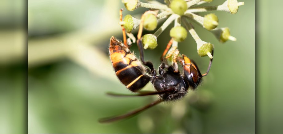 Frelon à patte jaune, Frelon asiatique Vespa velutina nigrithorax sur lierre Frelon à patte jaune, Frelon asiatique Vespa velutina nigrithorax sur lierre