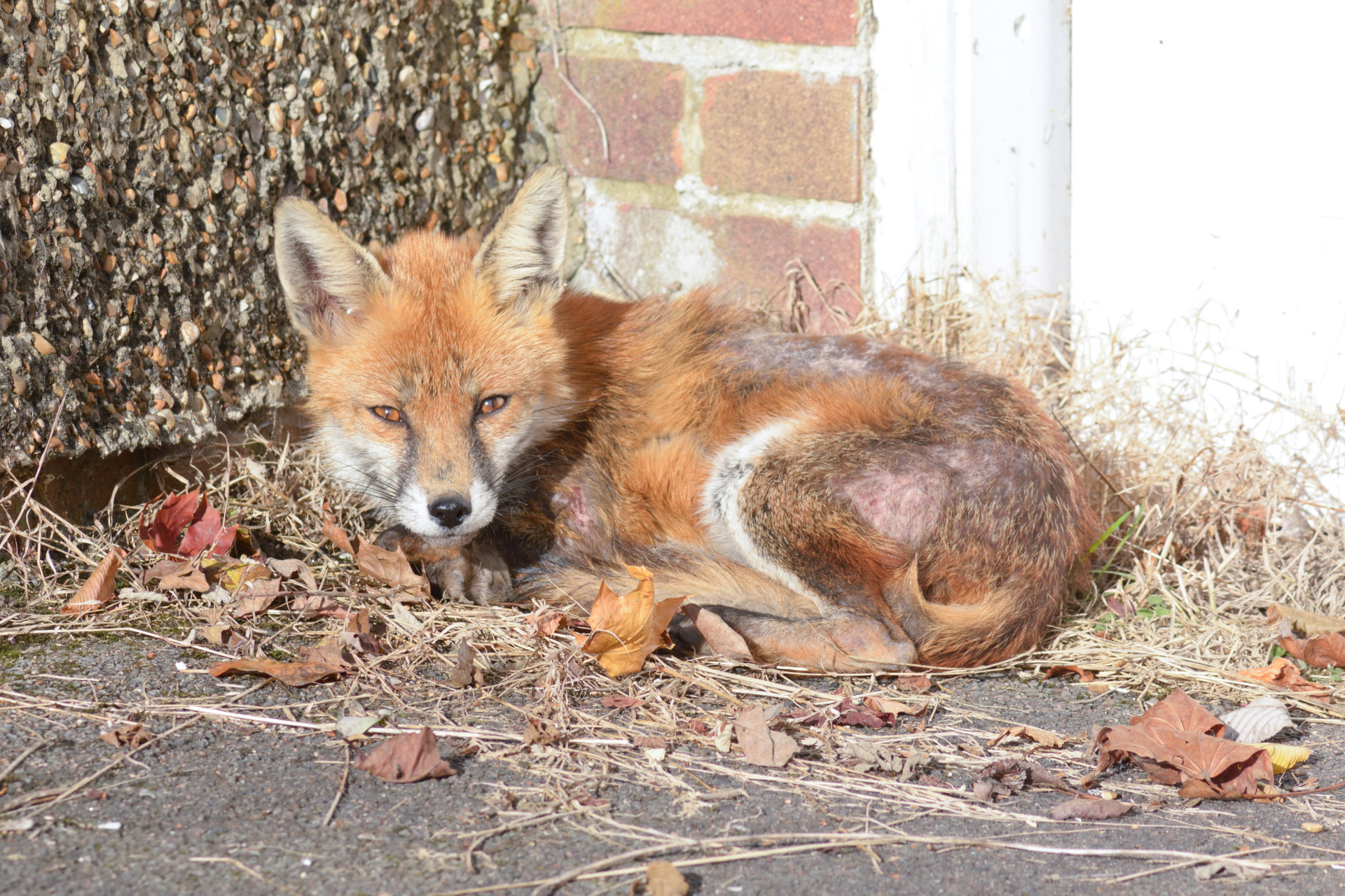 Fox (vulpes vulpes) lying down in urban area warming itself in the sun