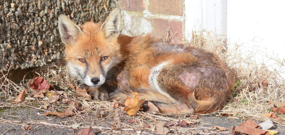 Fox (vulpes vulpes) lying down in urban area warming itself in the sun