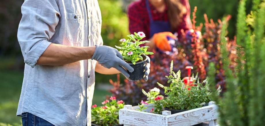 Guy gardener in garden gloves puts the pots with seedlings in the white wooden box on the table and a girl prunes plants in the wonderful nursery-garden on a sunny day.