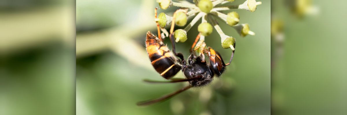 Frelon à patte jaune, Frelon asiatique Vespa velutina nigrithorax sur lierre