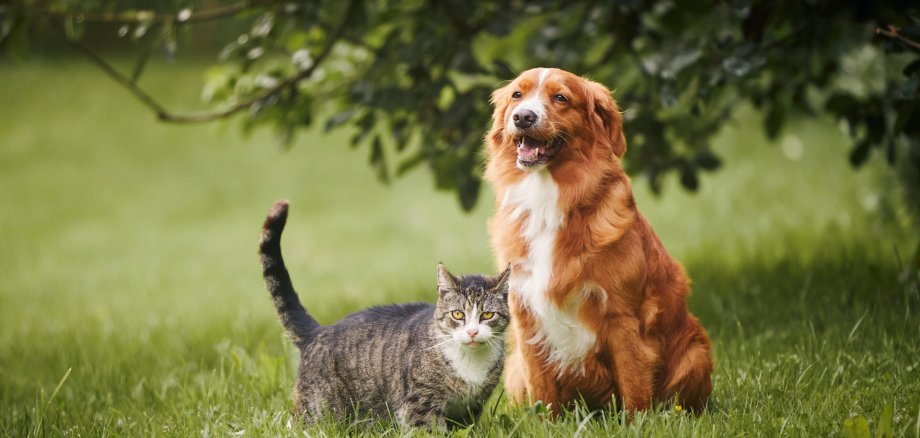Cat and dog sitting together on meadow